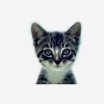 welovecatsandkittens profile avatar