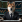 DoggoDollars token avatar